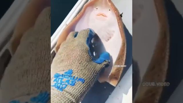 Теперь вы видели, как щекочут ската смотреть онлайн