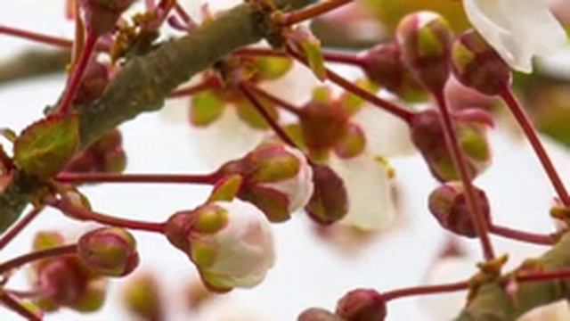 Красивая Восточная музыка Сергей Грищук ! Эту музыку можно слушать вечно #6