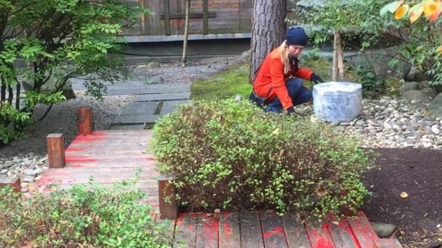 Японский сад в Подмосковье смотреть онлайн