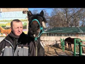 Обучение лошади. Заездка и прочее