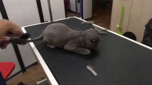 Стрижка кошек/котов, вычесывание, или экспресс линька кошек в груминг салоне. За кулисами зоосалона