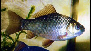 Речные рыбы в аквариуме (3 часть)