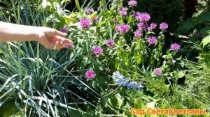 Лилии. Начало цветения.Азиатские лилии в начале июля.Красивый сад своими руками.Ландшафтный дизайн.