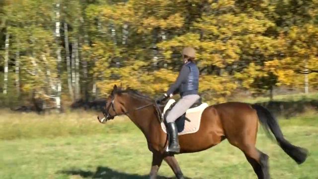 Портовьеха 11 10 18 смотреть онлайн