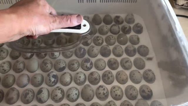 Размножение перепелов в инкубаторе. Обзор корейского инкубатора. смотреть онлайн