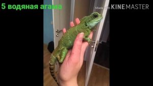 Топ 10 рептилий для дома?
