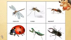Стовба Н В  Лексическая тема Насекомые