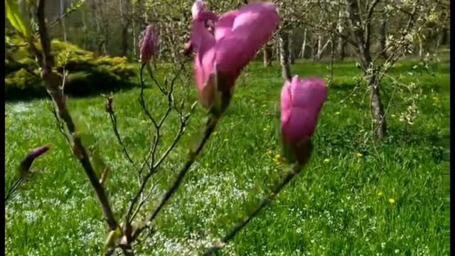 Magnolia - jadalne kwiaty - właściwości, zastosowanie