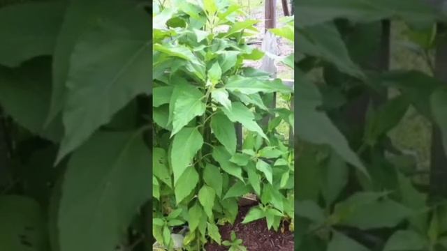 Топинамбур как сажать смотреть онлайн