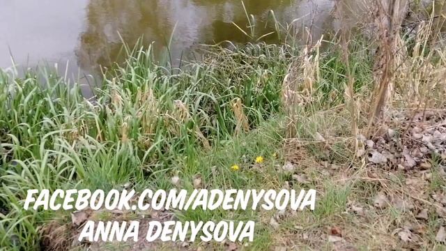 Природа и гармония, красота и тишина. Озеро. Берёзовая роза. Пение птиц. Водная гладь.Наслаждайтесь смотреть онлайн