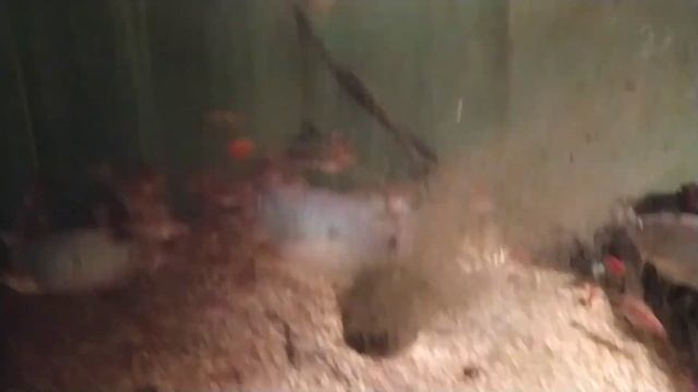 Ловля циклопа со льда. Каким рыбам нужен циклоп. Первый лёд на Дядьковском затоне Рязань. ОКУНЬ. смотреть онлайн