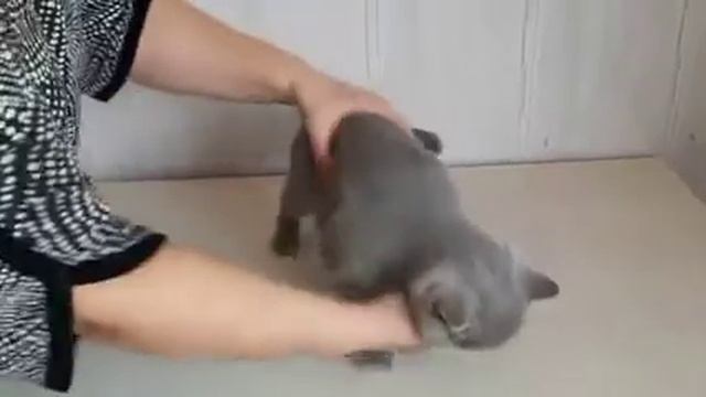 Британский кот не хочет играть с игрушкой