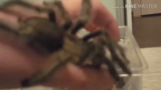 "Новый" паук полинял самец psalmopoeus cambridgei смотреть онлайн
