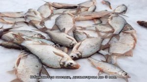 Как ловить леща на коромысло зимой