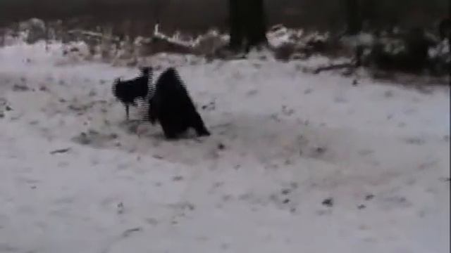 РЕЛ ПЧ Зуран, медведь.