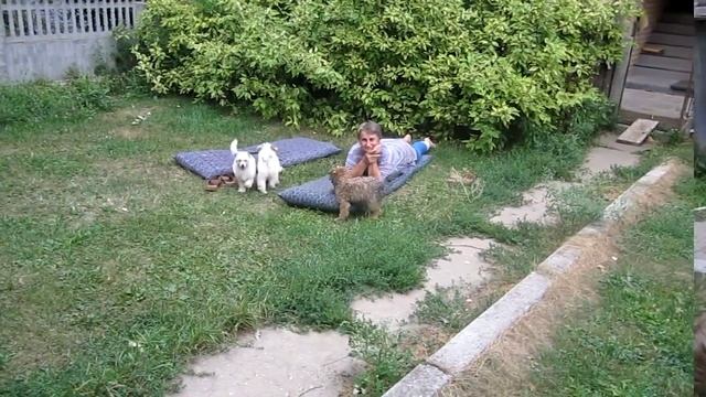 Пуховые мальчики Китайской хохлатой собаки смотреть онлайн