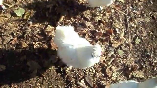 Куры "Китайские шёлковые аборигены" смотреть онлайн