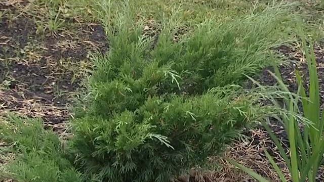 Легенды и Мифы дачных участков // Программа #29 Part 1 смотреть онлайн