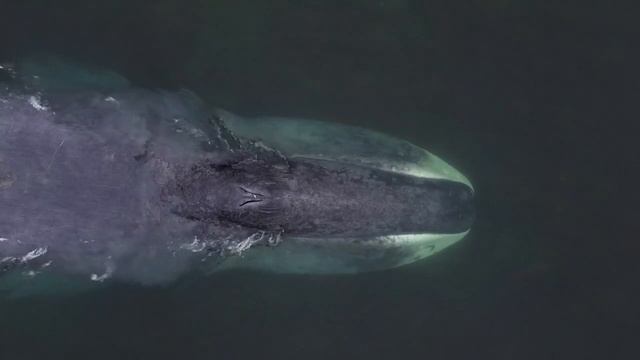 Пение Китов и Фортепьяно.Релакс./Singing Whales and Piano.Relax смотреть онлайн