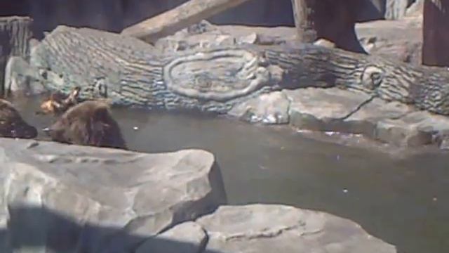 Зоопарк Киев... смотреть онлайн