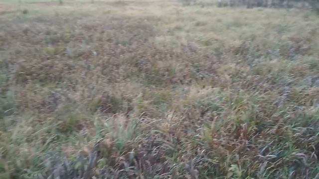 Бычки ещё пасутся смотреть онлайн