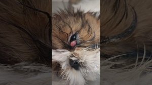 пролапс слезной железы третьего века у шитцу #ветеринарнаяклиника #пролапсслезнойжелезы