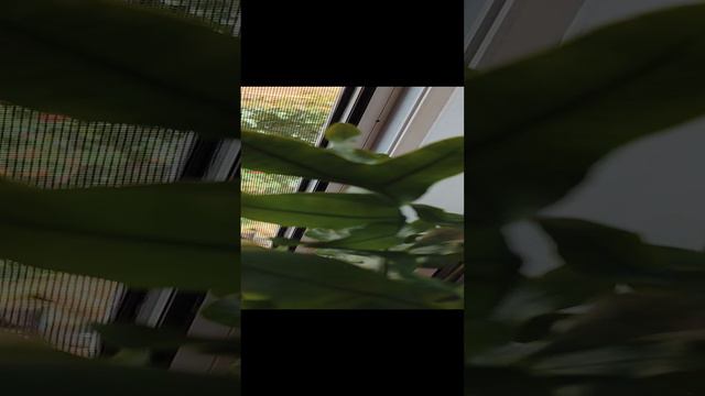 папоротник флебодиум золотистый 