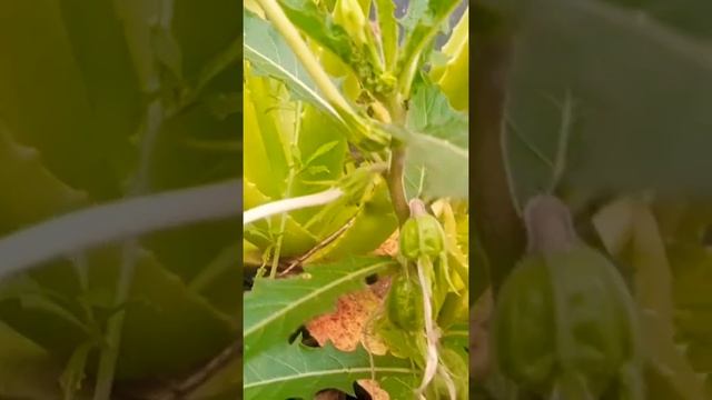 ?Isotoma longiflora|Kitolod смотреть онлайн