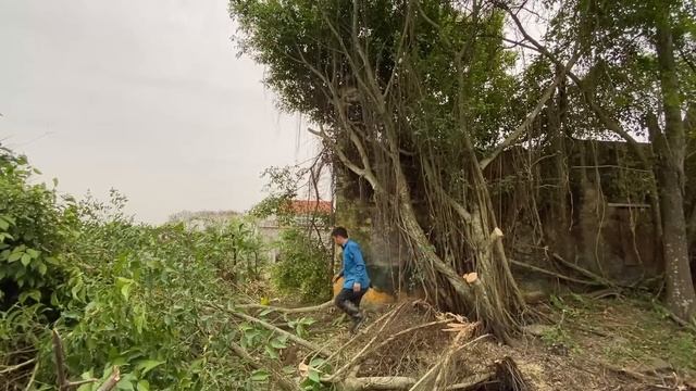 Cleaning An Overgrown House Full Of Weeds Is CRAZY | Clean Up Abandoned House 50 Years