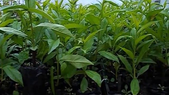 Персик -живые саженцы.! ЛИССАД смотреть онлайн