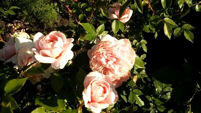 Роза Боника смотреть онлайн