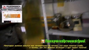 Вёшенка. Мицелий на ЖИДКОЙ среде. Новые идеи старой технологии.