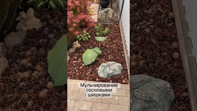 Мульчирование сосновыми шишками смотреть онлайн