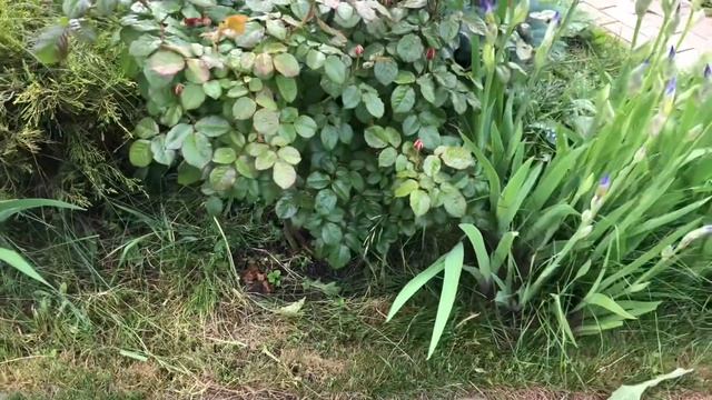 Парадная клумба- стильная и красивая! Обзор растений на клумбе смотреть онлайн