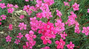 Многолетние цветы на могилу