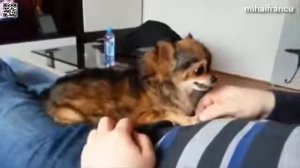Funny Angry Dogs Barking And Growling -Смешные злые собаки лают и рычат