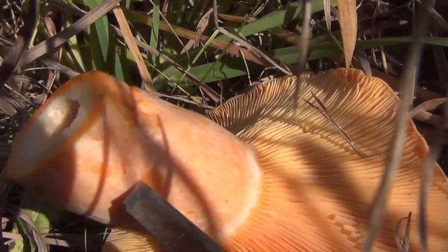 Ищем грибы ногами и на ощупь 22 09 2018 сибирь тайга Лекарственные растения полей и лесов тихая охо смотреть онлайн