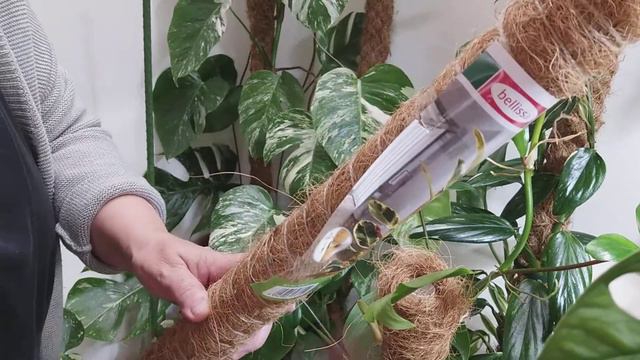 Förlänger mosspåle till PHILODENDRON FLORIDA GHOST "HYBRID" смотреть онлайн