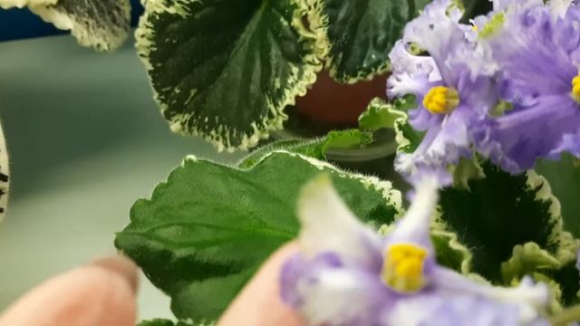 РС-Пришелец смотреть онлайн