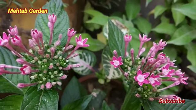 How To Grow Pentas Flowers || All About Pentas || 6 different colours ||Care fertilizer propagation смотреть онлайн