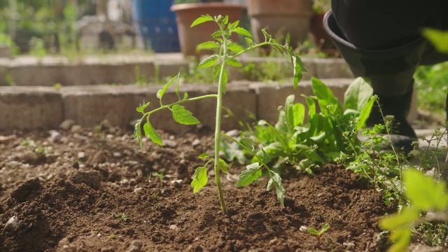 Томатный хит смотреть онлайн
