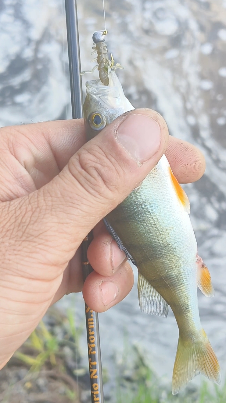 #ловля речного #окуня на #отводной поводок смотреть онлайн