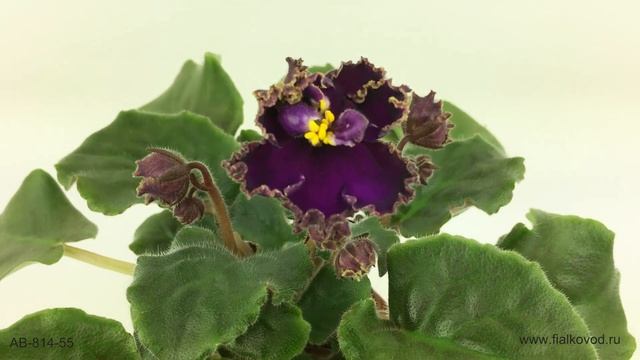 Пурпурная фиалка с черными краями и золотистым рюшем - АВ-814-55 смотреть онлайн