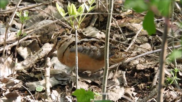 American Woodcock at Magee Marsh 31 May 2018 смотреть онлайн
