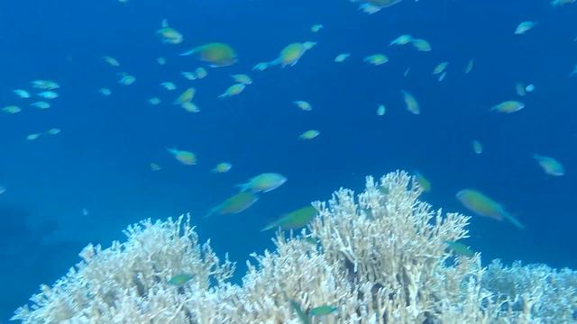 Обитатели Красного моря - синезеленые хромисы в кораллах. Отель Pensee Royal Garden, Эль-Кусейр. смотреть онлайн