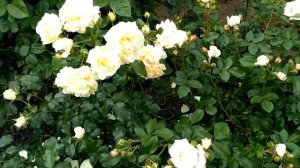 Роза "Сириус", первое цветение. Июнь 2021.