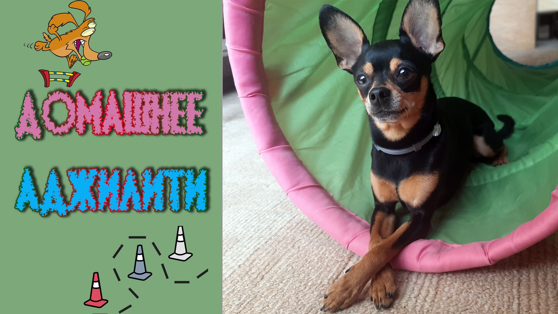 Полоса препятствия в домашних условиях. Спорт с собакой. Той терьер на карантине смотреть онлайн