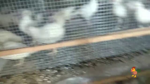 Что выгодней использовать корм "старт" или "подросток"? смотреть онлайн