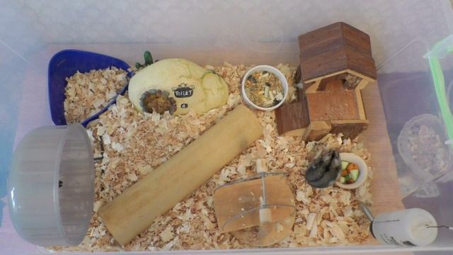 Джунгарский хомяк - уход и содержание | Хорошие условия для хомяка смотреть онлайн