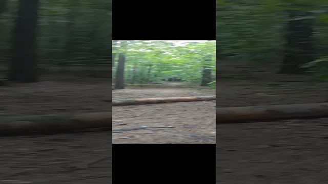 20230604_Жуковский лес гибнет смотреть онлайн